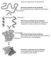 /album/fotogaleria/estructura-proteinas-png3/